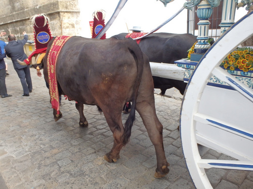 Ox Cart Prosession and Ceremony.